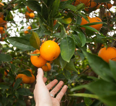 Organic Oranges in Santa Barbara, CA from Organic Gardening client of Dave's Organic Gardening.