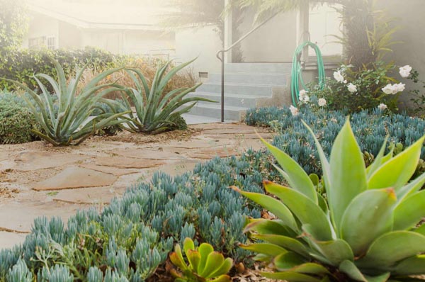 rain water harvesting in Santa Barbara, and rain garden installation by Dave's Organic Gardening.