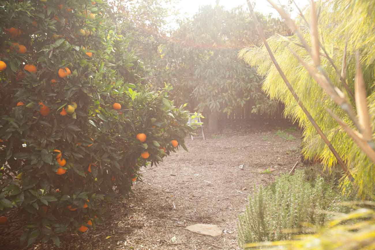 Permaculture backyard food forest design in Santa Barbara, CA, designed by Dave's Organic Gardening.