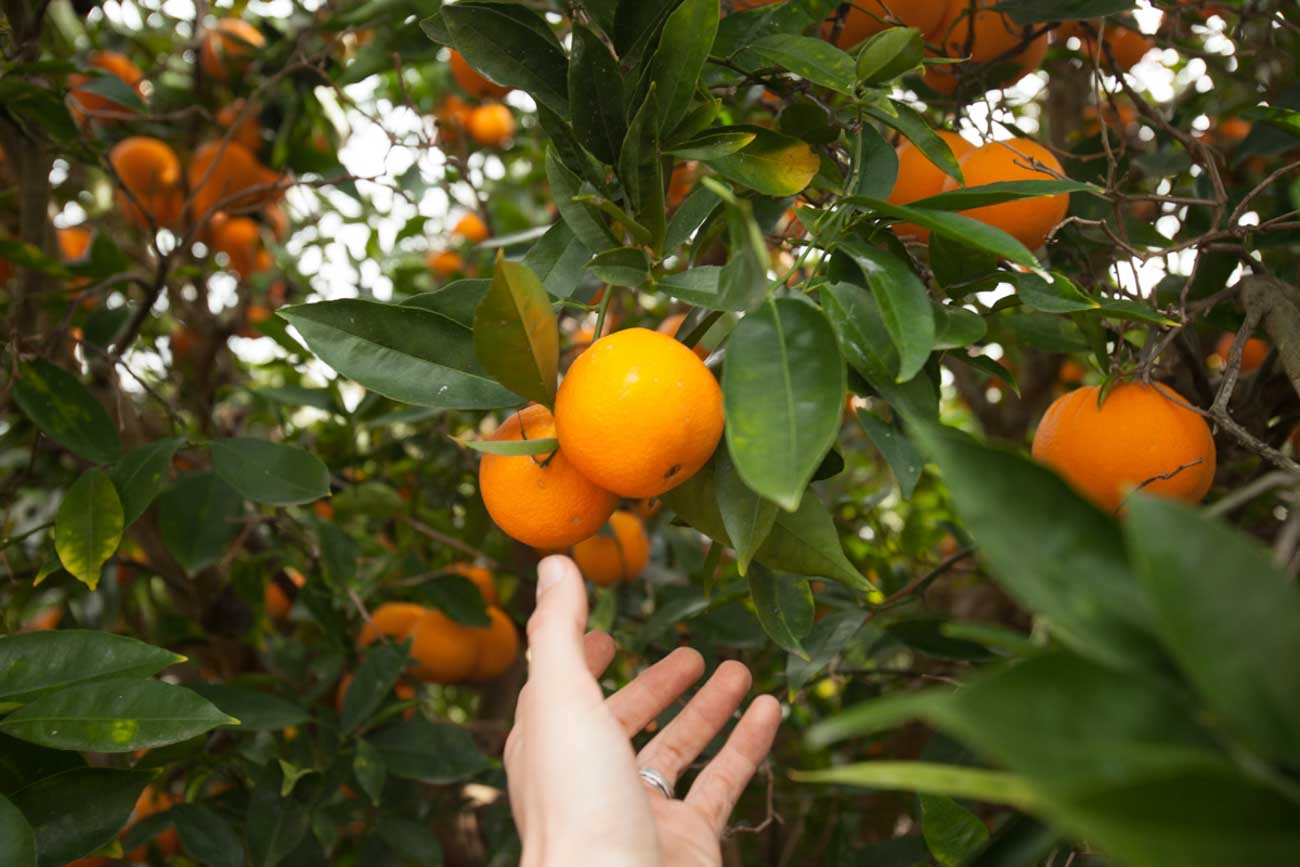Organic oranges grown with organic landscaping methods in Santa Barbara, CA by Dave's Organic Gardening.