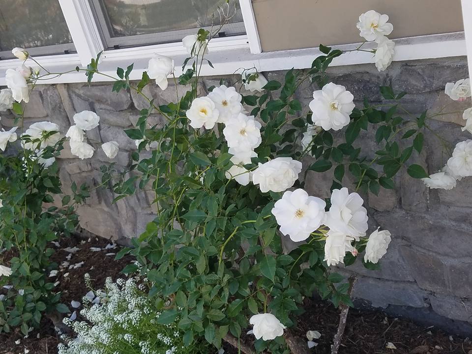 Rose pruning in santa barbara, by Dave's Organic Gardening.