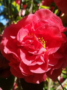 Pruning Roses in Santa Barbara, service by Dave's Organic Gardening. 