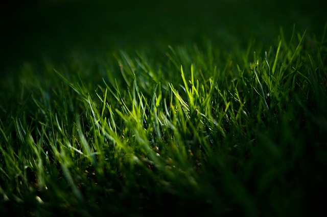 lawn care for drought in santa barbara, CA.