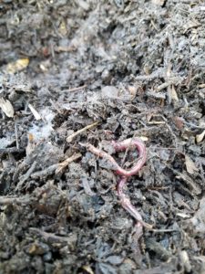 Montecito CA, Red wigglers found in freshly turned compost pile, Dave' Organic Gardening