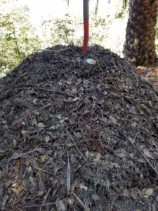 Dave's Organic Gardening, Goleta CA, compost pile with thermometer guage